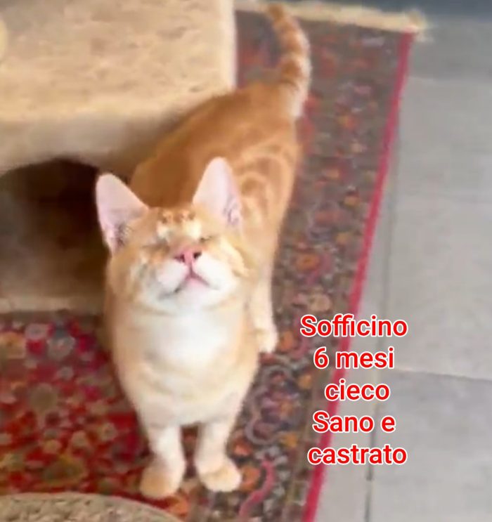 GATTINI ESCLUSI e SOLI