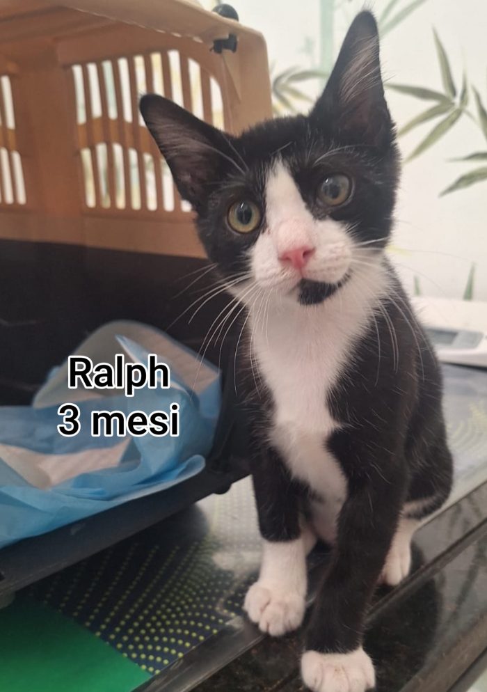 GATTINI ESCLUSI e SOLI - media 8