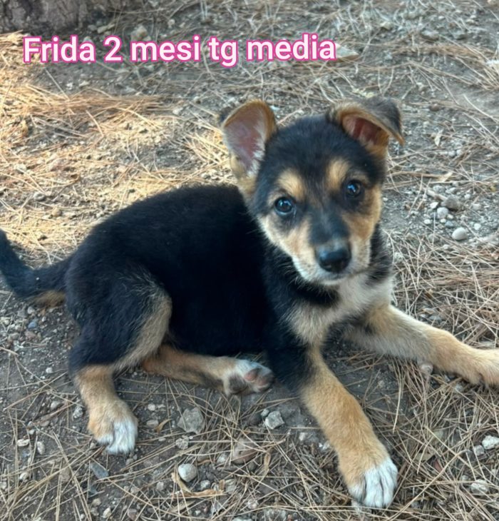 Cuccioli da salvare