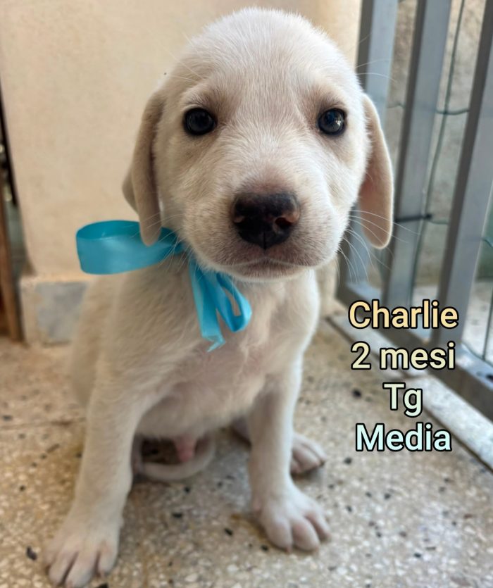 Cuccioli da salvare - media 4