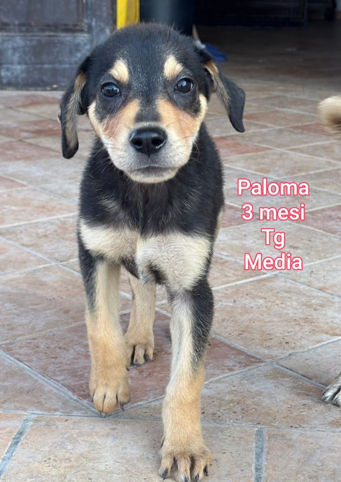 Cuccioli da salvare - media 6