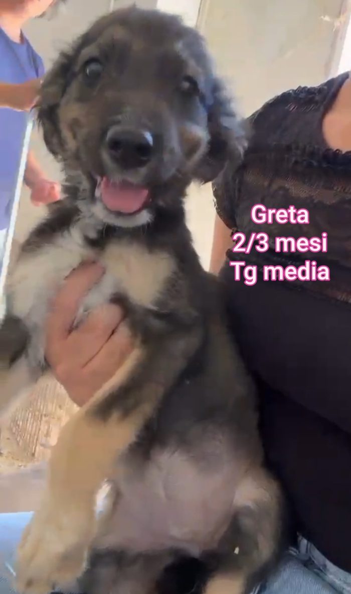 Cuccioli da salvare