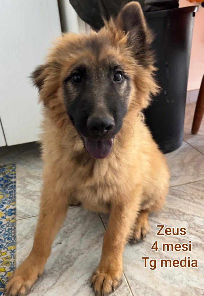 Cuccioli da salvare - media 7