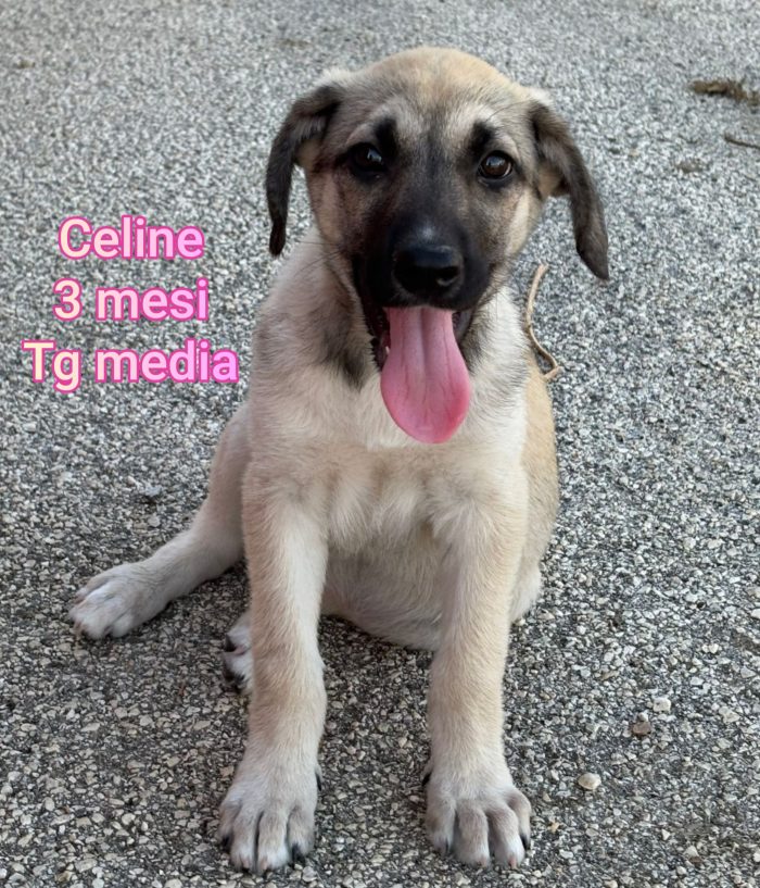Cuccioli da salvare - media 8