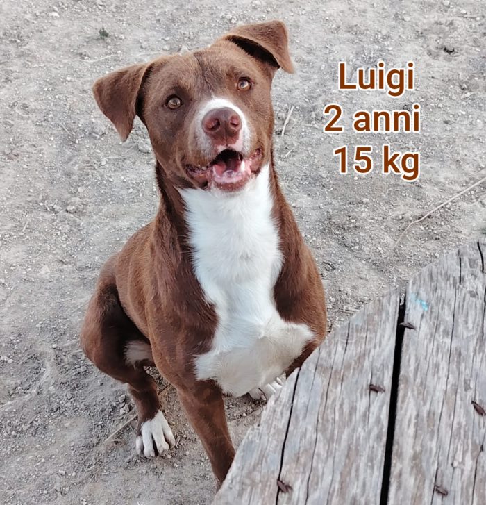 Cagnolini di taglia medio/piccola - media 4