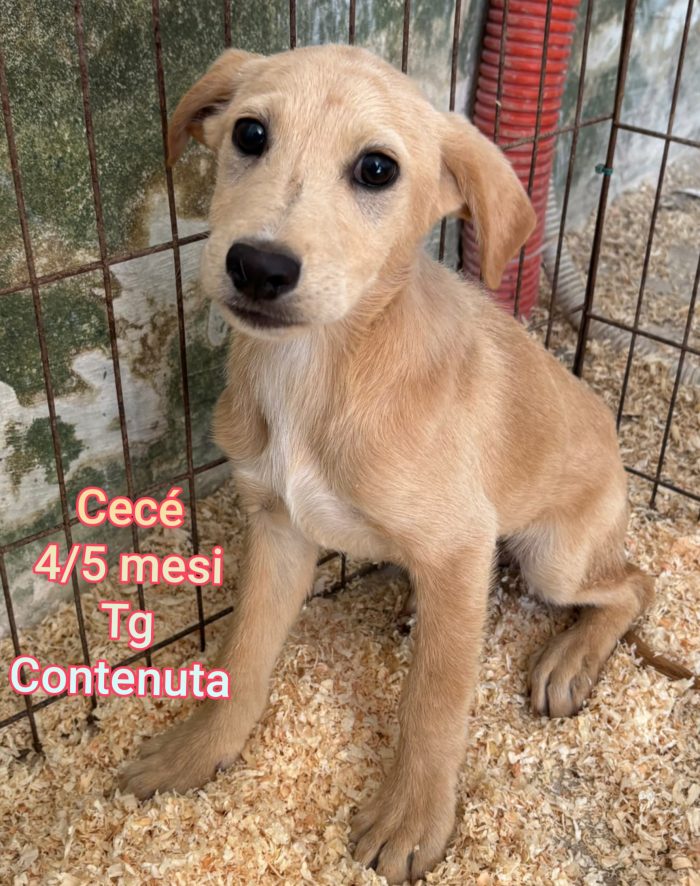 Cagnolini di taglia medio/piccola