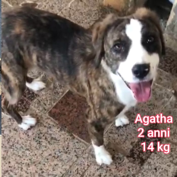 Cagnolini di taglia medio/piccola - media 5
