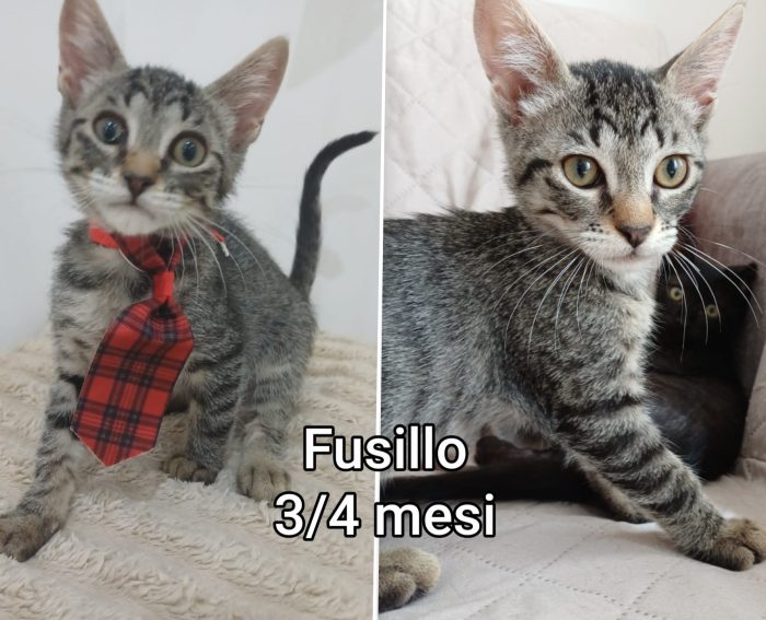 Troppi gattini senza casa - media 4