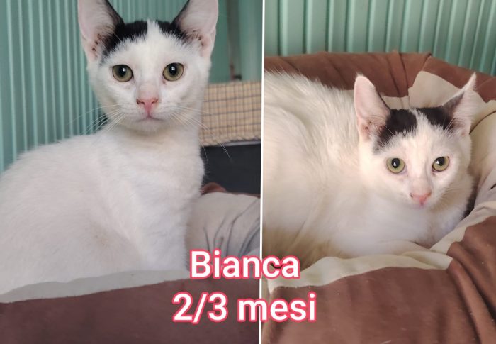 Troppi gattini senza casa