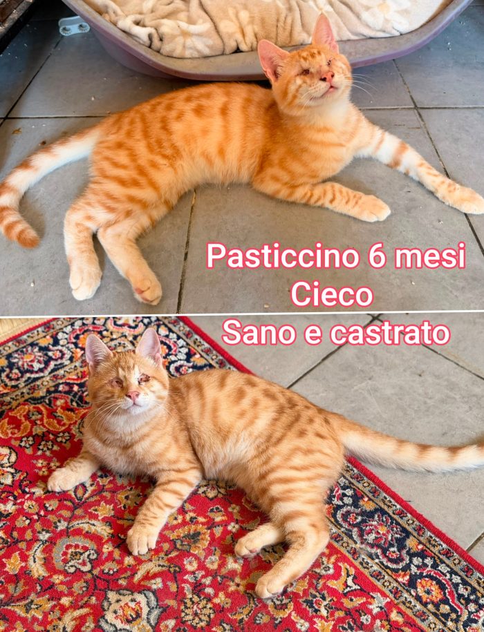 Troppi gattini senza casa - media 7