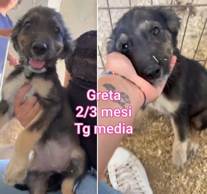 Troppi cuccioli ancora in rifugio