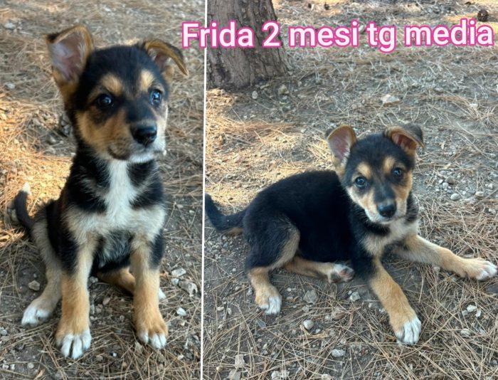 Troppi cuccioli ancora in rifugio