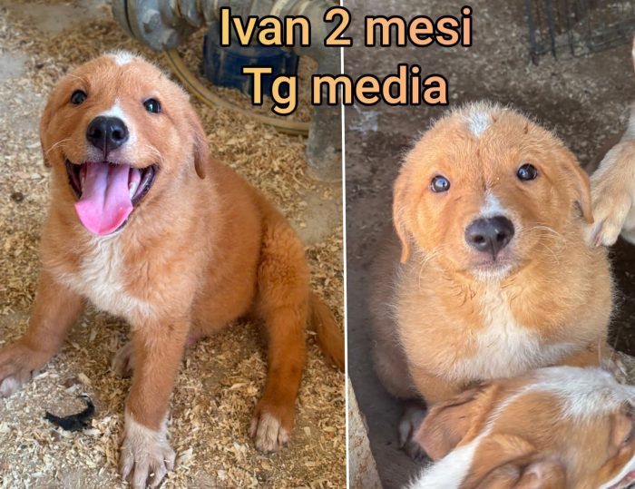 Troppi cuccioli ancora in rifugio - media 5