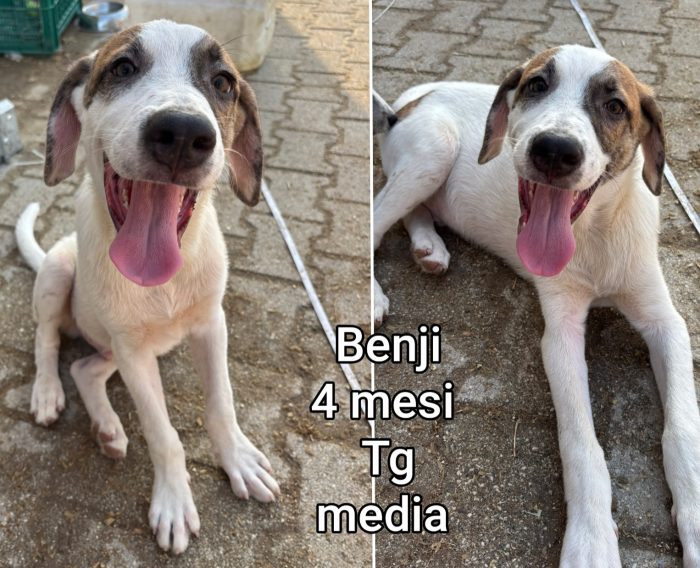Troppi cuccioli ancora in rifugio - media 10