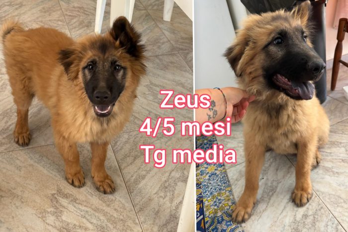 Troppi cuccioli ancora in rifugio - media 7