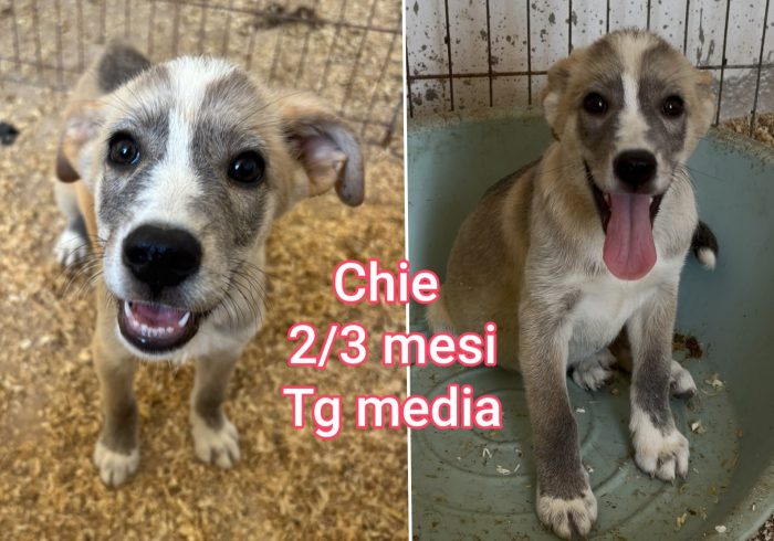 Troppi cuccioli ancora in rifugio - media 9