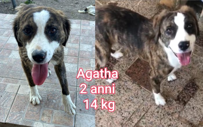 Piccoli in cerca di famiglie amorevoli - media 5