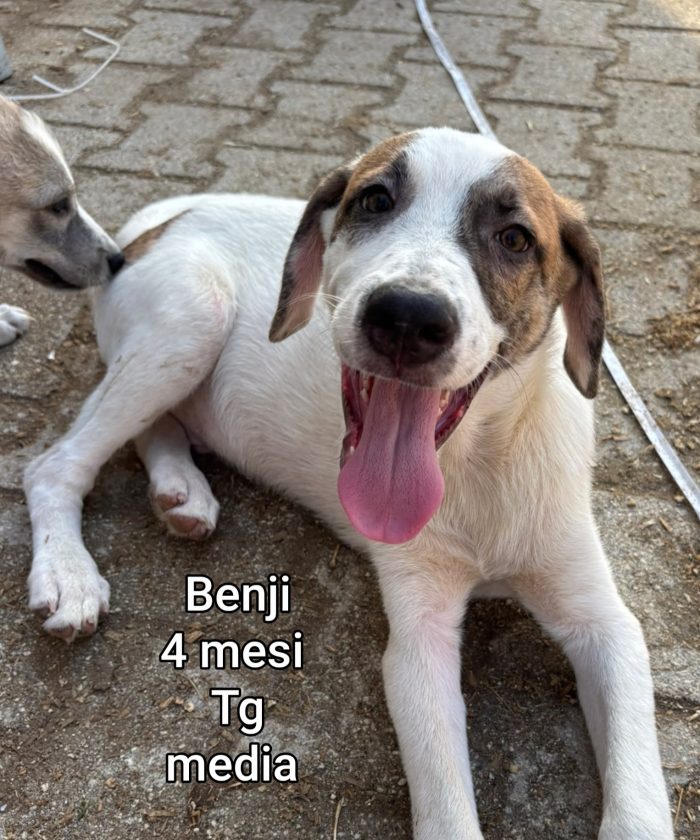 Cuccioli soli: non hanno chiesto di nascere