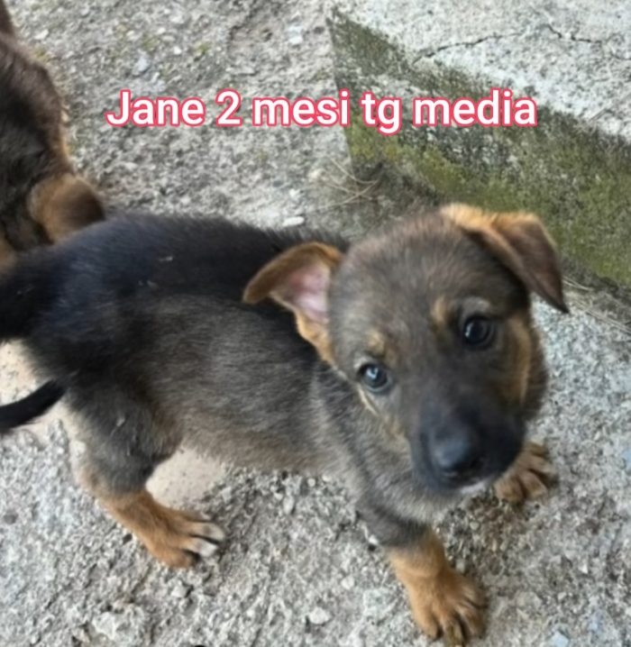 Cuccioli soli: non hanno chiesto di nascere - media 4