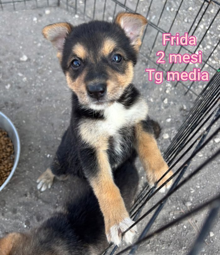 Cuccioli soli: non hanno chiesto di nascere - media 9