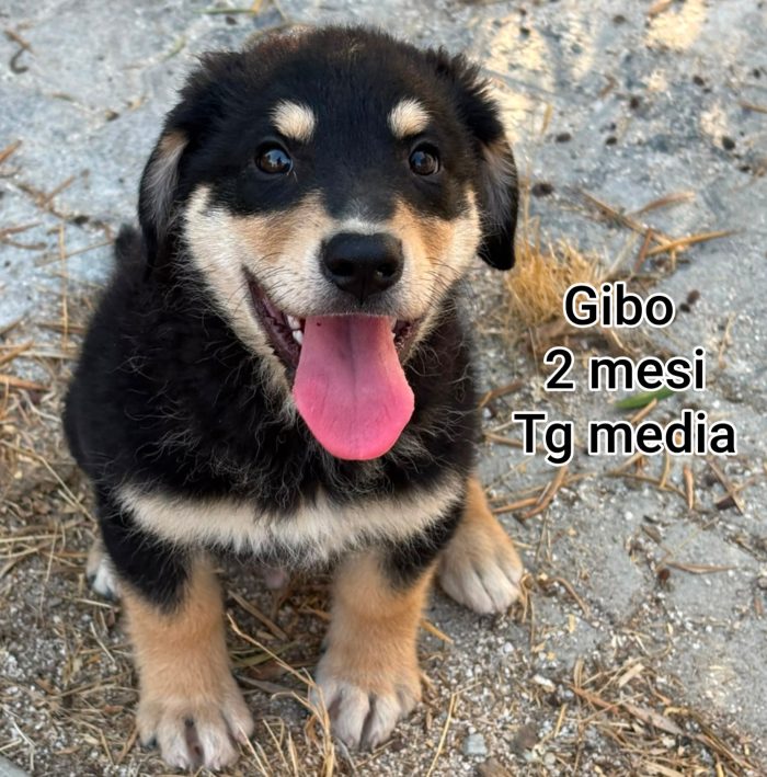 Cuccioli soli: non hanno chiesto di nascere - media 6
