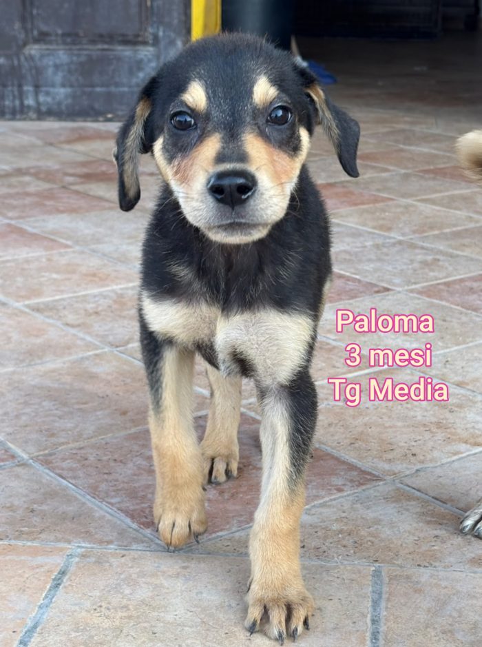 Cuccioli soli: non hanno chiesto di nascere - media 8