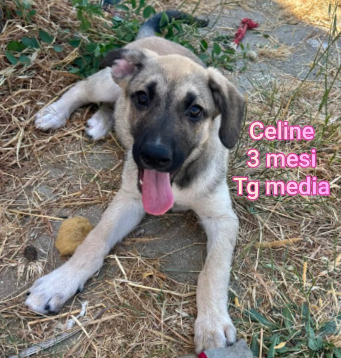 Cuccioli soli: non hanno chiesto di nascere - media 10
