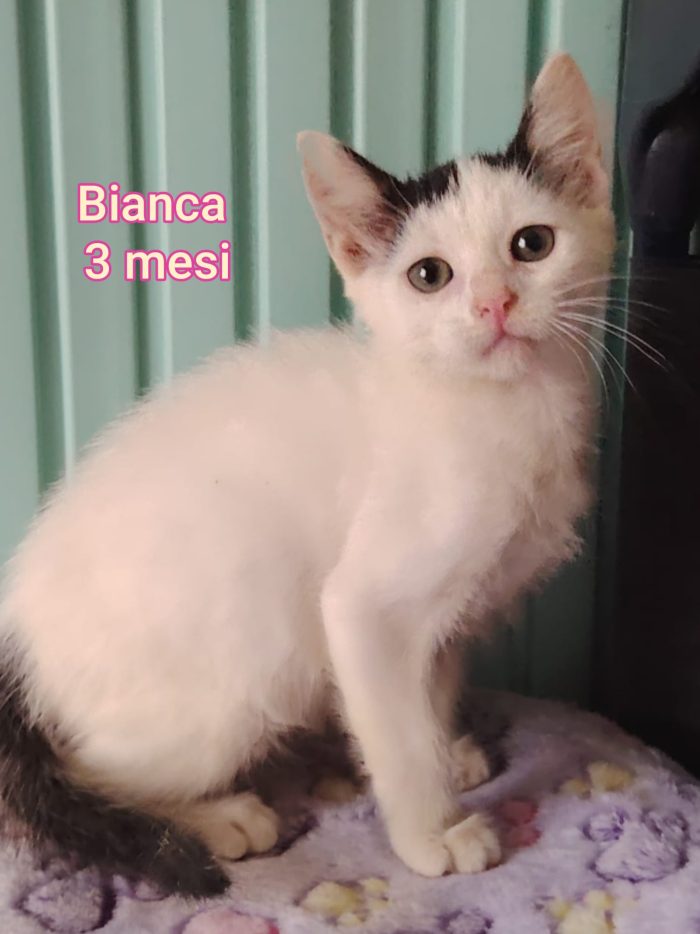 Emergenza gattini: siamo al collasso