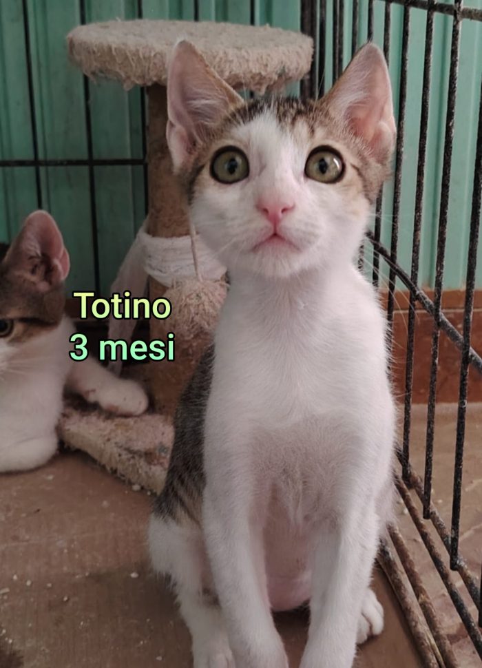 Emergenza gattini: siamo al collasso