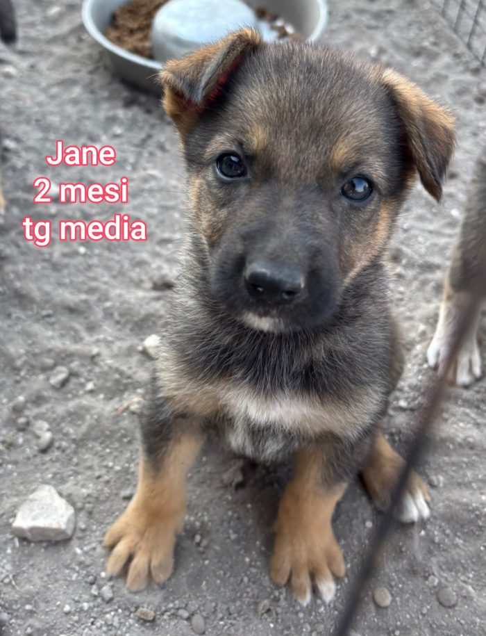 Invisibili cuccioli! 2/3 mesi - media 4