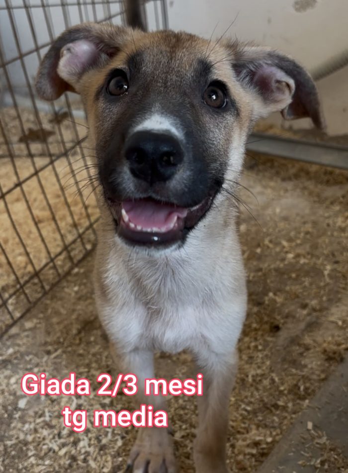 Invisibili cuccioli! 2/3 mesi - media 5