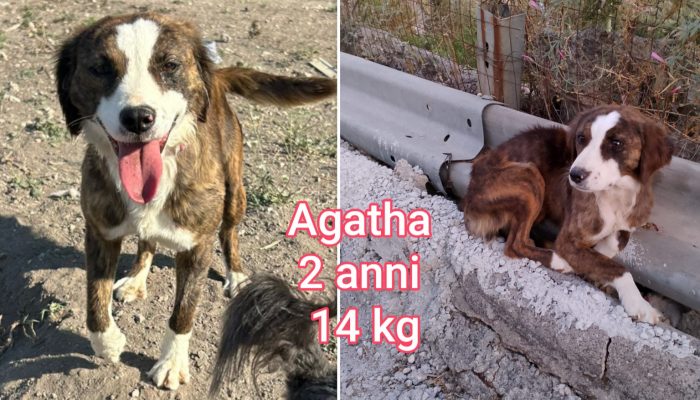 Cagnolini: dai 6 ai 15 chili