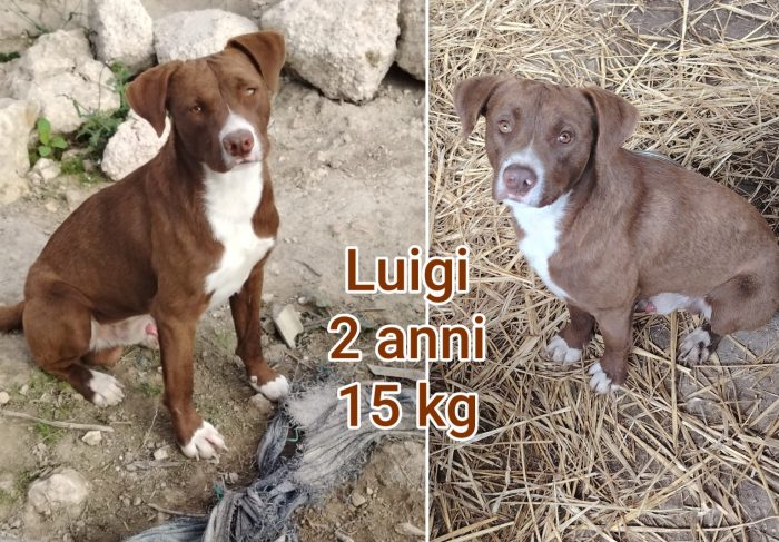 Cagnolini: dai 6 ai 15 chili - media 5