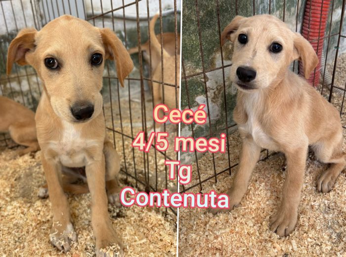 Cagnolini: dai 6 ai 15 chili