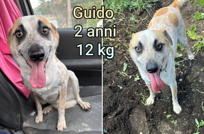 Cagnolini: dai 6 ai 15 chili - media 4