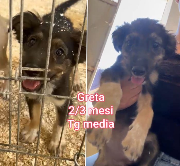 Trovatelli di due mesi abbandonati - media 8