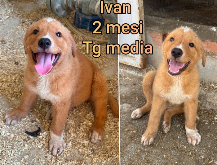 Trovatelli di due mesi abbandonati - media 6