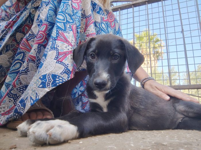 Leila cucciola 3 mesi