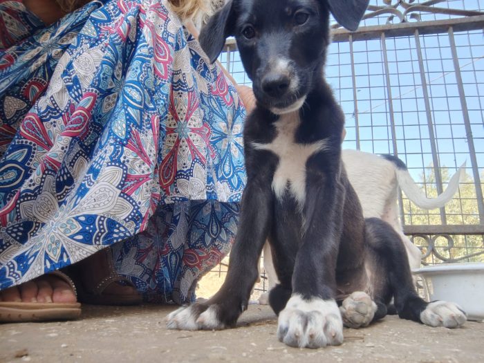 Leila cucciola 3 mesi