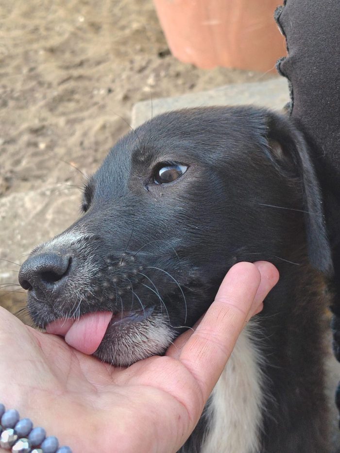 Leila cucciola 3 mesi