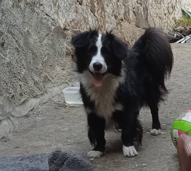 Simil Border Colly 1anno tg media non sono riuscita a trovargli casa! NUORO HELP!!