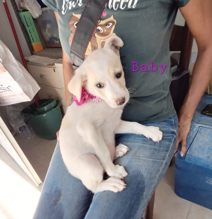 Baby dolcissima cucciola in adozione