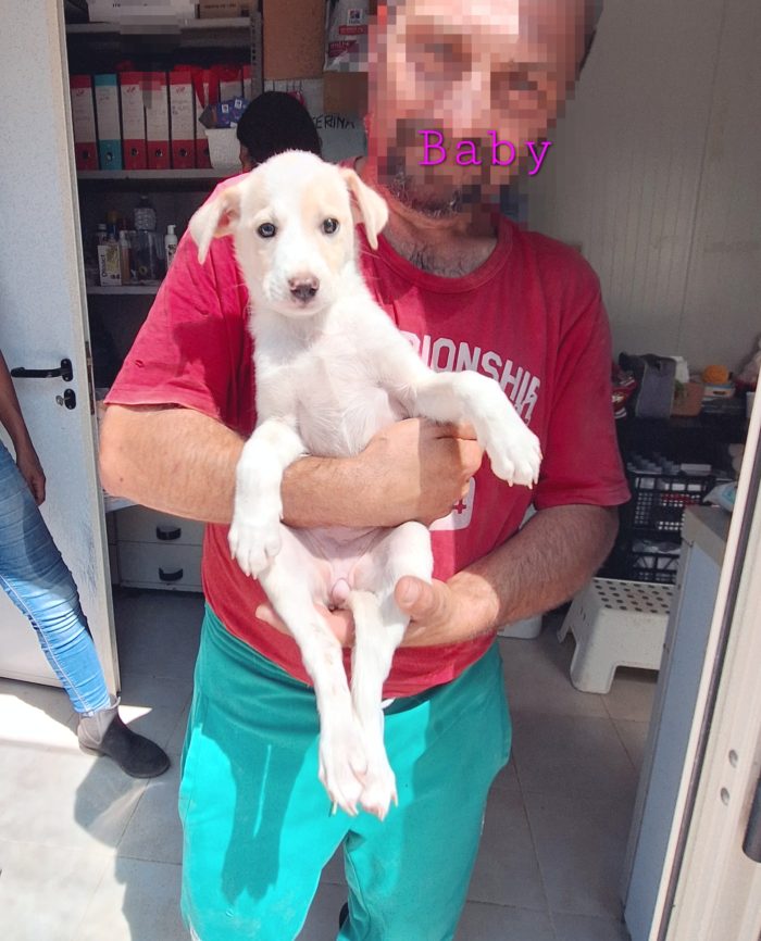 Baby dolcissima cucciola in adozione