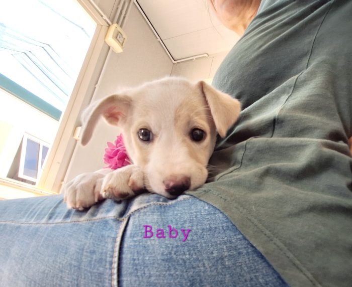 Baby dolcissima cucciola in adozione