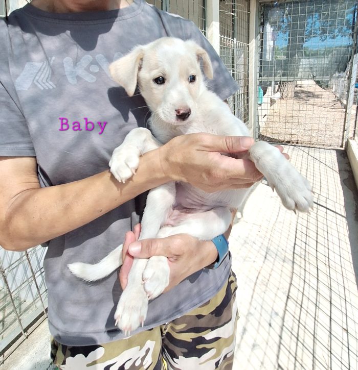 Baby dolcissima cucciola in adozione - media 6