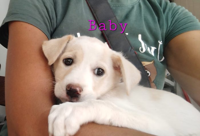 Baby dolcissima cucciola in adozione - media 4