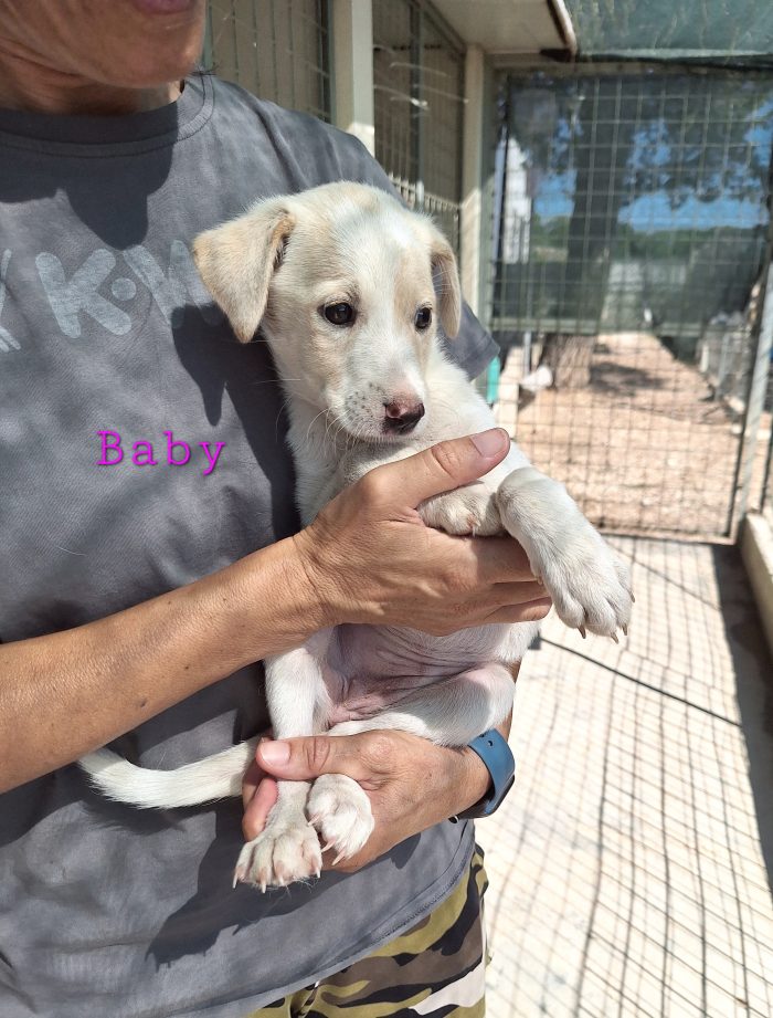 Baby dolcissima cucciola in adozione - media 8