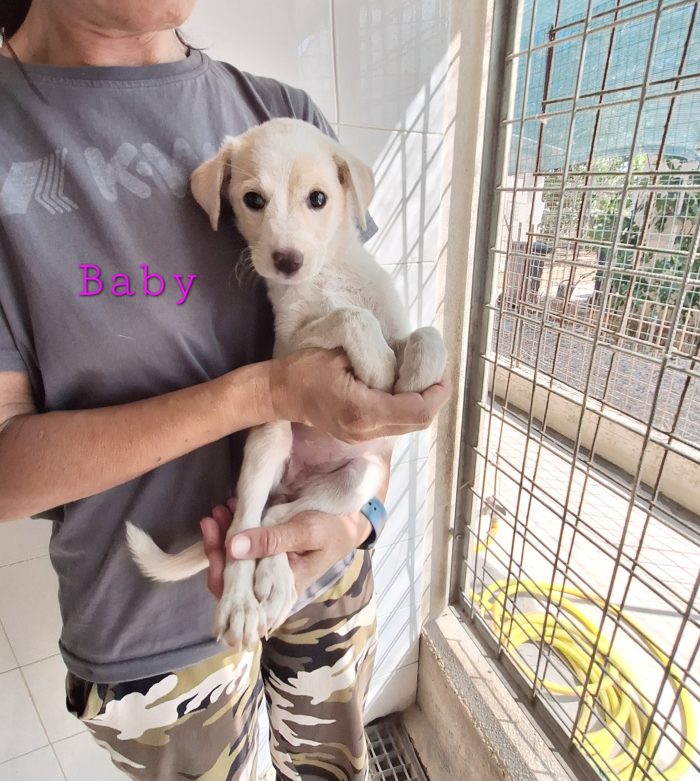 Baby dolcissima cucciola in adozione - media 7