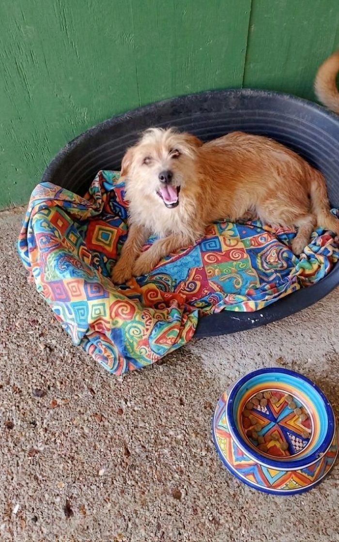 Mix Yorkini 4anni e 7anni 6/7 kg finiti in canile.CAGLIARI