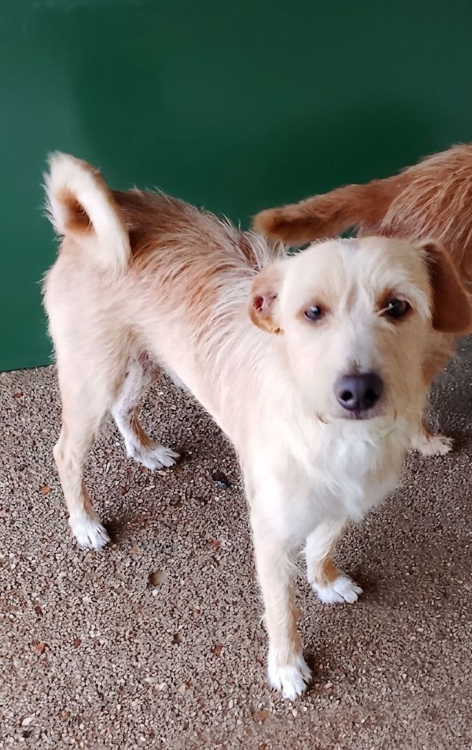 Mix Yorkini 4anni e 7anni 6/7 kg finiti in canile.CAGLIARI